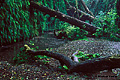 Fern Canyon