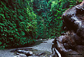 Fern Canyon 002