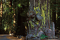 Richardson Grove 002