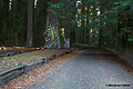 Richardson Grove 004