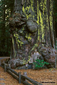 Richardson Grove 006