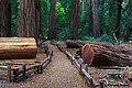 Richardson Grove 008