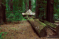 Richardson Grove 009